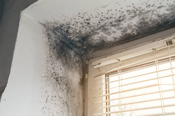 Affordable Black Mold Remediation solutions in Parkville, MD