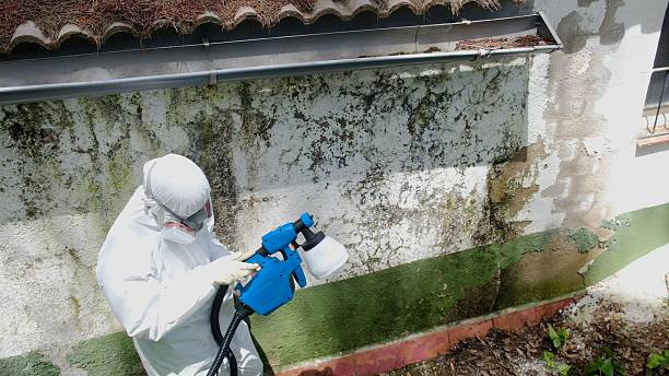 Top rated local Black Mold Remediation specialists in Parkville, MD